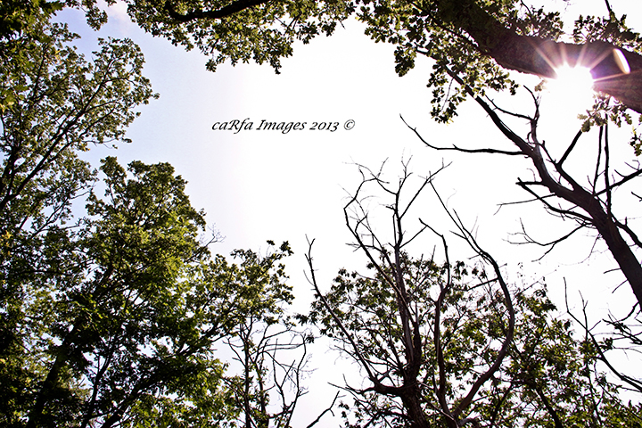 Fabrizio Carollo Official Site